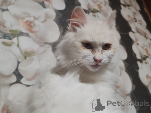 Фото №2 к объявлению №156571 о продаже  - купить в Беларуси частное объявление