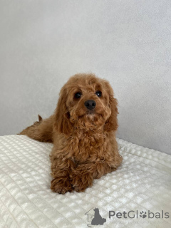 Фото №1. беспородная - купить в Амстердам за договорная. Объявление №166825