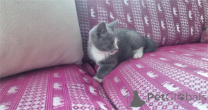 Фото №1. манчкин - купить в Дессау-Рослиу за 32468₽. Объявление №154214