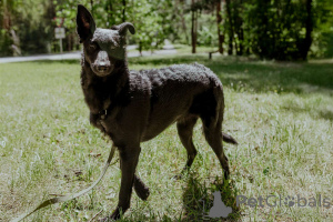 Фото №1. беспородная - купить в Минске за Бесплатно. Объявление №150633