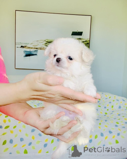 Фото №3. Предлагаются щенки чихуахуа.  Германия