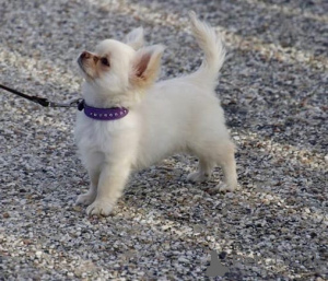 Фото №1. чихуахуа - купить в Эелс за договорная. Объявление №167122