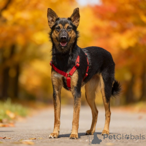 Фото №3. Чипа, 1 год - энергичная, забавная и очень домашняя собака!.  Россия