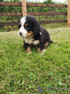 Фото №3. Cute Bernese Mountain puppies for free adoption.  Германия