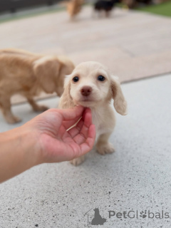 Фото №1. такса - купить в Линц за договорная. Объявление №163658