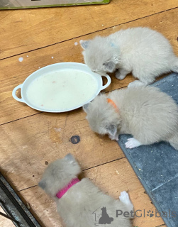 Фото №4. Продам рэгдолла в Wiener Neustadt заводчик - цена 13915₽