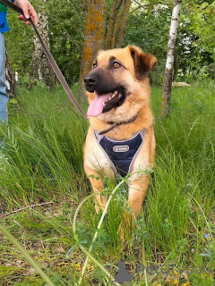 Фото №1. беспородная - купить в Москова за Бесплатно. Объявление №163650