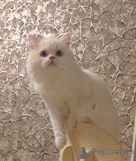 Фото №4. Продам шотландскую (скоттиш страйт) в Ессентуки из питомника - цена договорная