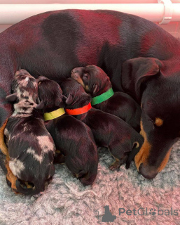 Фото №1. такса - купить в Крайстчерч за 134802₽. Объявление №166199