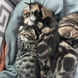 Фото №1. бенгальская - купить в Wanderup за 35251₽. Объявление №167253