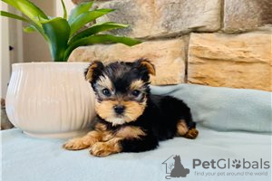 Фото №3. Teacup Yorkshire Terrier Puppy for free adoption.  Германия