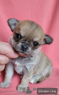 Фото №3. Мальчик Чихуахуа рыжий окрас.  Россия