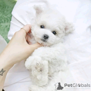 Фото №3. Bichon Frize Welpen Bereit Zu Gehen.  США