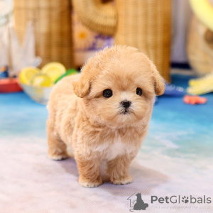 Фото №1. мальтипу - купить в Албама за договорная. Объявление №152225