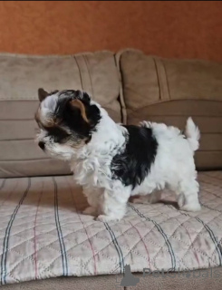 Фото №3. бивер.  Грузия