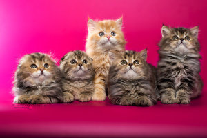 Фото №3. Шотландские котята мраморных окрасов. Беларусь