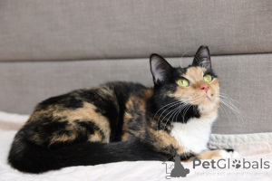 Фото №2 к объявлению №164182 о продаже  - купить в Беларуси из приюта