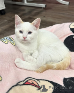 Фото №3. Домашняя кошка. Германия