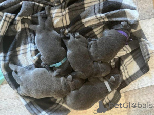 Фото №1. стаффордширский бультерьер - купить в Валмера за договорная. Объявление №159991