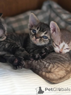 Фото №1. девон рекс - купить в румынский за договорная. Объявление №161174