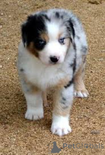 Фото №3. Chiots Berger Australien в продаже.  Франция