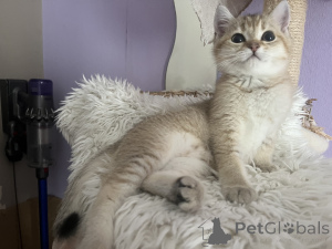 Фото №3. BKH Catten Family Tree Golden Girls готовы забрать. Германия