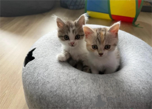 Фото №1. манчкин - купить в Бретцфельд за 32468₽. Объявление №153186