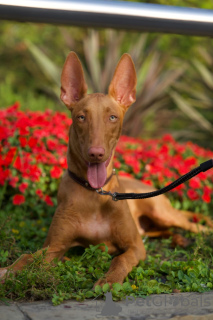 Фото №3. Pharaoh Hound Puppy Boy.  Чехия