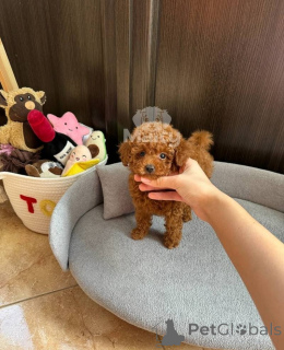 Фото №2 к объявлению №158345 о продаже пуделя (той) - купить в Швейцарии 