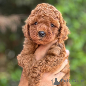 Фото №1. пудель (той) - купить в Хельсинки за 46384₽. Объявление №164037