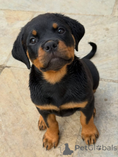 Фото №3. Entzückende Rottweiler-Welpen suchen einliebevolles Zuhause!.  Германия