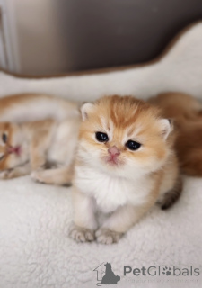 Фото №2 к объявлению №151264 о продаже британская короткошёрстная - купить в Чехии из питомника, заводчик