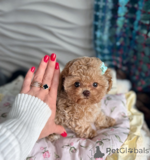 Фото №1. мальтипу - купить в Вена за договорная. Объявление №166908