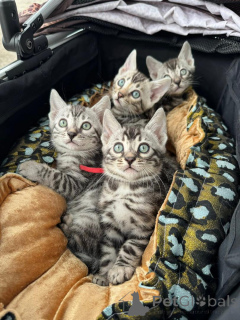 Фото №1. бенгальская - купить в Ньон за 69575₽. Объявление №152764