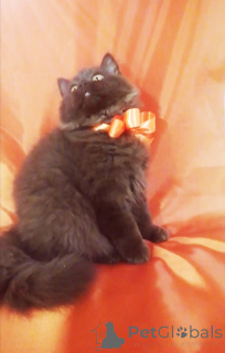 Фото №2 к объявлению №156662 о продаже британская длинношёрстная - купить в Беларуси заводчик