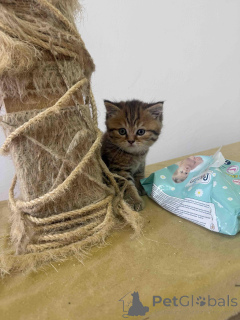 Фото №2 к объявлению №144408 о продаже британская короткошёрстная - купить в Сербии 