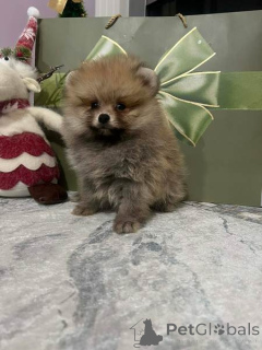 Фото №2 к объявлению №160867 о продаже  - купить в Сербии 