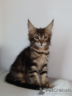 Фото №2 к объявлению №8187 о продаже мейн-кун - купить в Польше частное объявление