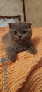 Фото №3. Продам чистокровных шотландских вислоухих котят, скоттиш фолд. Франция