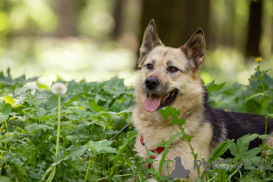 Фото №1. беспородная - купить в Москве реке за Бесплатно. Объявление №149175