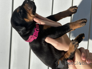 Фото №4. Продажа добермана в Минске из питомника - цена договорная