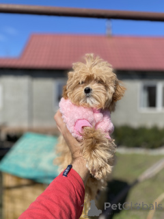 Фото №1. мальтипу - купить в Кривом Роге за 71894₽. Объявление №166530