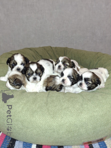 Фото №1. лхасский апсо, пекинес, померанский шпиц, ши-тцу - купить в Пярну за 69575₽. Объявление №164952