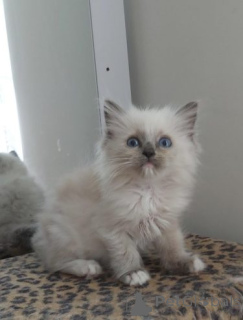 Фото №3. Gorgeous GCCF ragdoll kittens... Германия