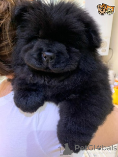 Фото №2 к объявлению №159424 о продаже чау-чау - купить в Бельгии 