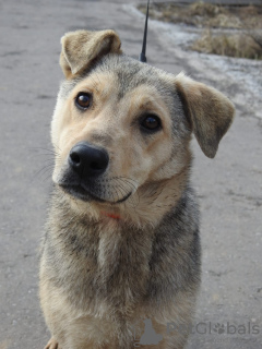 Фото №3. Самая добрая собака Герда в самые добрые руки.  Россия