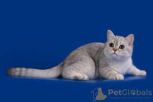 Фото №3. Шотландская вислоухая кошка серебряная шиншилла. Россия