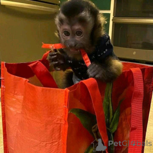 Фото №3. Моно капучино. Испания