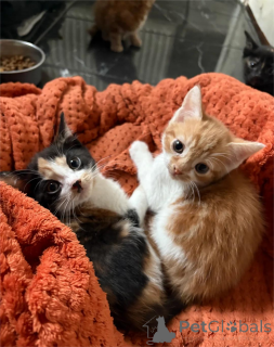 Фото №1.  - купить в Аллен за 32468₽. Объявление №151619