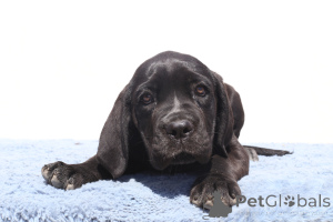 Фото №3. Кора из SPQR Corso.  Румыния